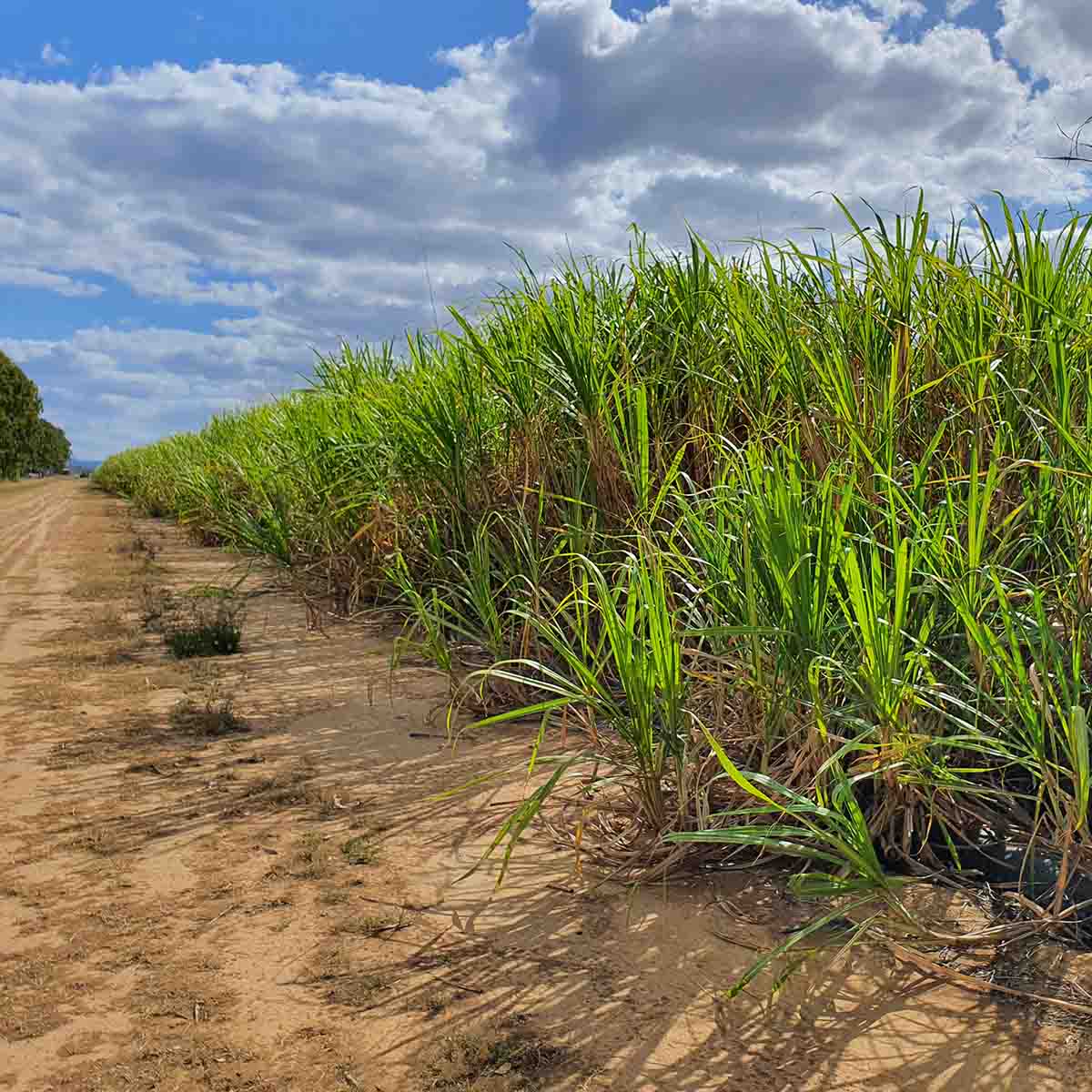 sugarcane